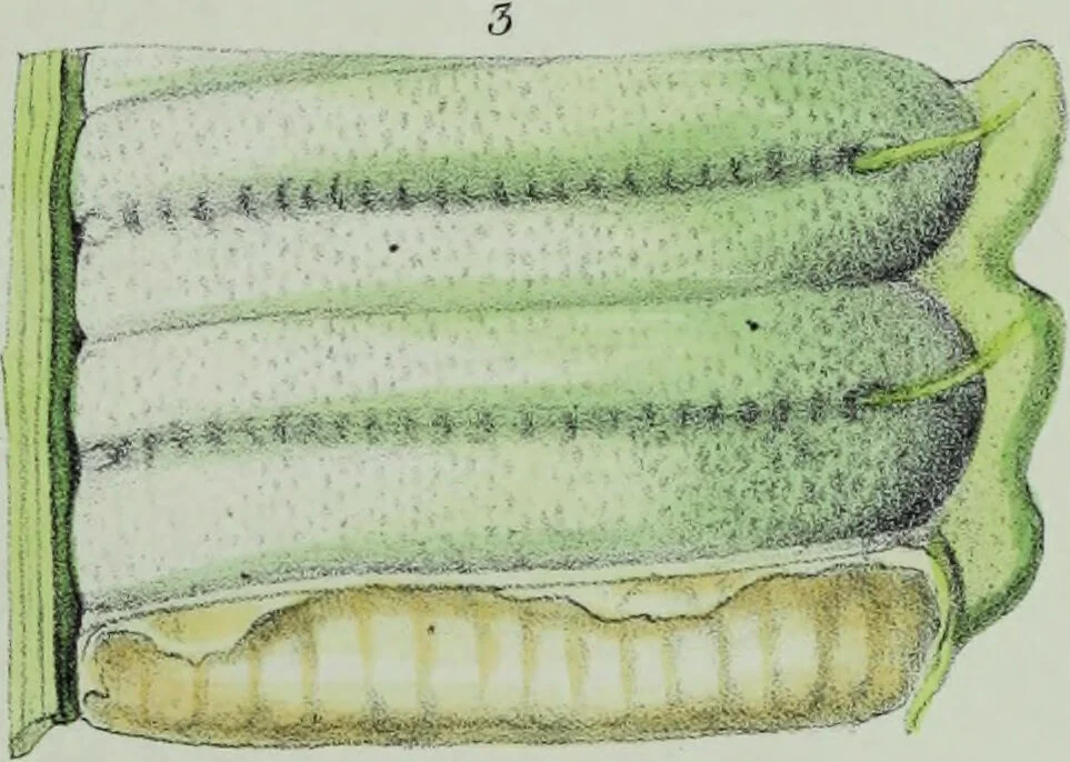 An illustration from Genera filicum, or, Illustrations of the ferns, and other allied genera / from the original coloured drawings of Francis Bauer ; with additions and descriptive letterpress, by Sir William Jackson Hooker., 1842, leaf 52