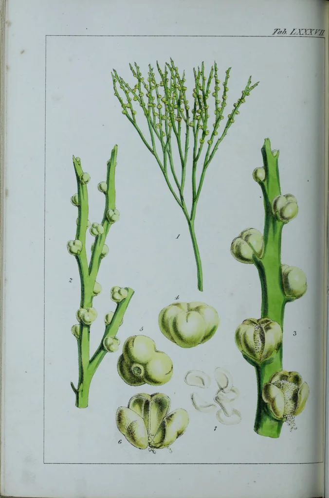 An illustration from Genera filicum, or, Illustrations of the ferns, and other allied genera / from the original coloured drawings of Francis Bauer ; with additions and descriptive letterpress, by Sir William Jackson Hooker., 1842, leaf 527