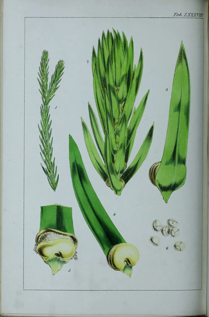 An illustration from Genera filicum, or, Illustrations of the ferns, and other allied genera / from the original coloured drawings of Francis Bauer ; with additions and descriptive letterpress, by Sir William Jackson Hooker., 1842, leaf 533