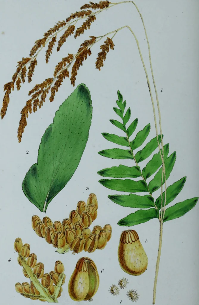 An illustration from Genera filicum, or, Illustrations of the ferns, and other allied genera / from the original coloured drawings of Francis Bauer ; with additions and descriptive letterpress, by Sir William Jackson Hooker., 1842, leaf 545