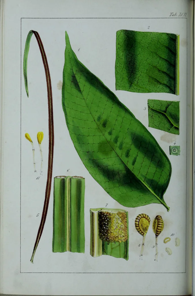 An illustration from Genera filicum, or, Illustrations of the ferns, and other allied genera / from the original coloured drawings of Francis Bauer ; with additions and descriptive letterpress, by Sir William Jackson Hooker., 1842, leaf 557