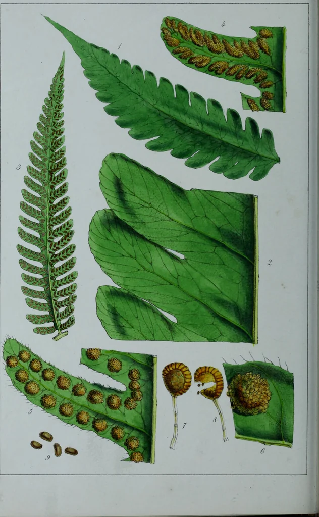 An illustration from Genera filicum, or, Illustrations of the ferns, and other allied genera / from the original coloured drawings of Francis Bauer ; with additions and descriptive letterpress, by Sir William Jackson Hooker., 1842, leaf 569