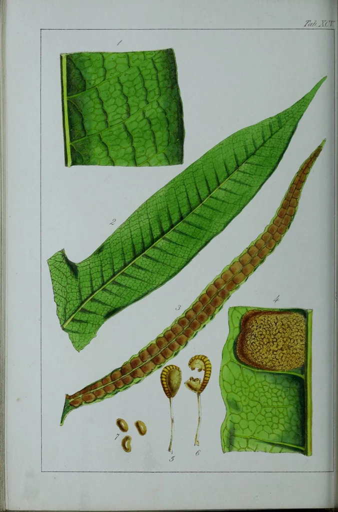 An illustration from Genera filicum, or, Illustrations of the ferns, and other allied genera / from the original coloured drawings of Francis Bauer ; with additions and descriptive letterpress, by Sir William Jackson Hooker., 1842, leaf 575