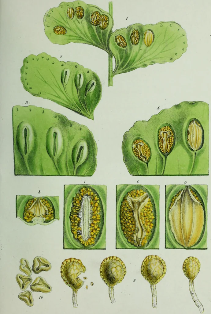 An illustration from Genera filicum, or, Illustrations of the ferns, and other allied genera / from the original coloured drawings of Francis Bauer ; with additions and descriptive letterpress, by Sir William Jackson Hooker., 1842, leaf 58