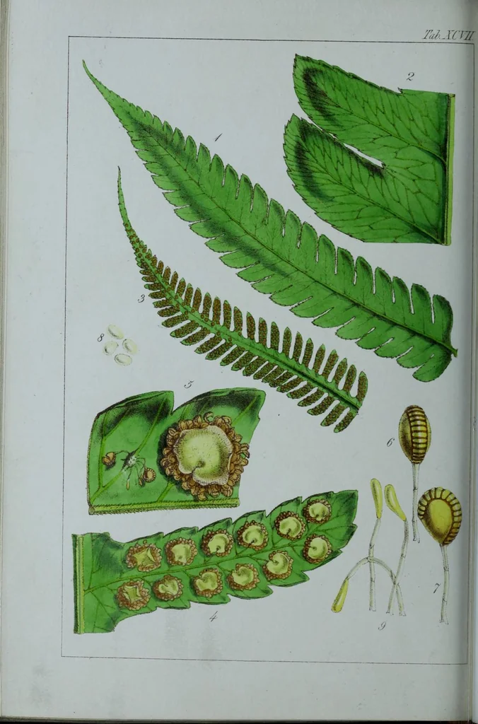 An illustration from Genera filicum, or, Illustrations of the ferns, and other allied genera / from the original coloured drawings of Francis Bauer ; with additions and descriptive letterpress, by Sir William Jackson Hooker., 1842, leaf 587