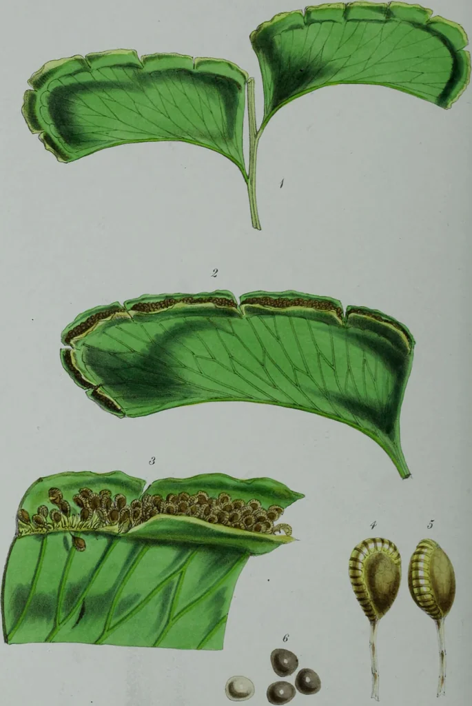 An illustration from Genera filicum, or, Illustrations of the ferns, and other allied genera / from the original coloured drawings of Francis Bauer ; with additions and descriptive letterpress, by Sir William Jackson Hooker., 1842, leaf 611
