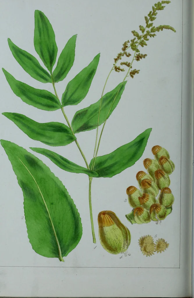 An illustration from Genera filicum, or, Illustrations of the ferns, and other allied genera / from the original coloured drawings of Francis Bauer ; with additions and descriptive letterpress, by Sir William Jackson Hooker., 1842, leaf 623