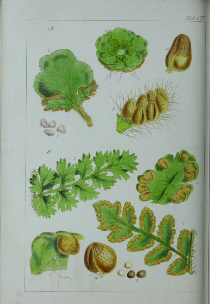An illustration from Genera filicum, or, Illustrations of the ferns, and other allied genera / from the original coloured drawings of Francis Bauer ; with additions and descriptive letterpress, by Sir William Jackson Hooker., 1842, leaf 629