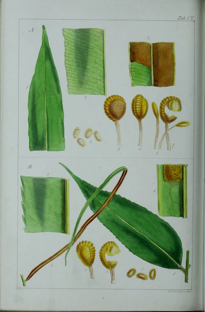 An illustration from Genera filicum, or, Illustrations of the ferns, and other allied genera / from the original coloured drawings of Francis Bauer ; with additions and descriptive letterpress, by Sir William Jackson Hooker., 1842, leaf 635