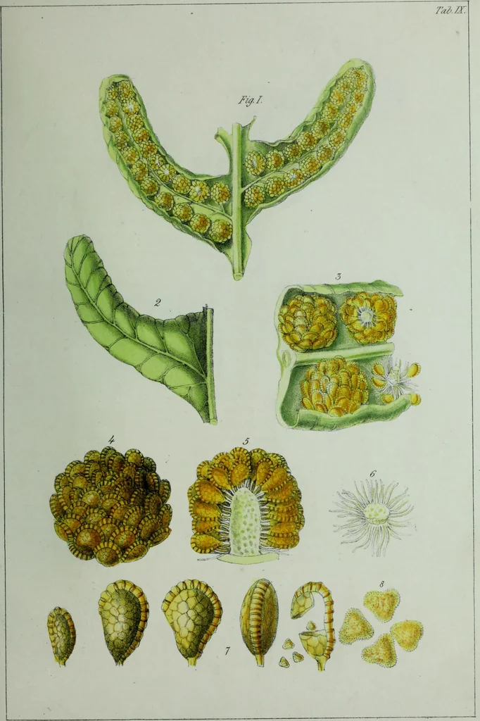 An illustration from Genera filicum, or, Illustrations of the ferns, and other allied genera / from the original coloured drawings of Francis Bauer ; with additions and descriptive letterpress, by Sir William Jackson Hooker., 1842, leaf 64