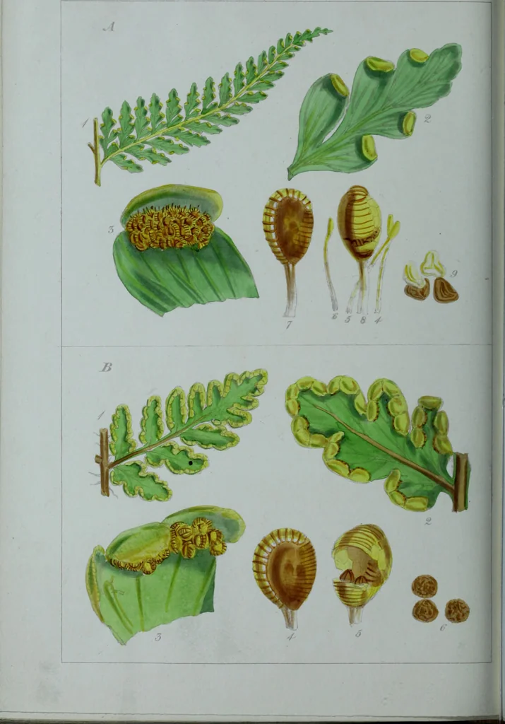 An illustration from Genera filicum, or, Illustrations of the ferns, and other allied genera / from the original coloured drawings of Francis Bauer ; with additions and descriptive letterpress, by Sir William Jackson Hooker., 1842, leaf 641