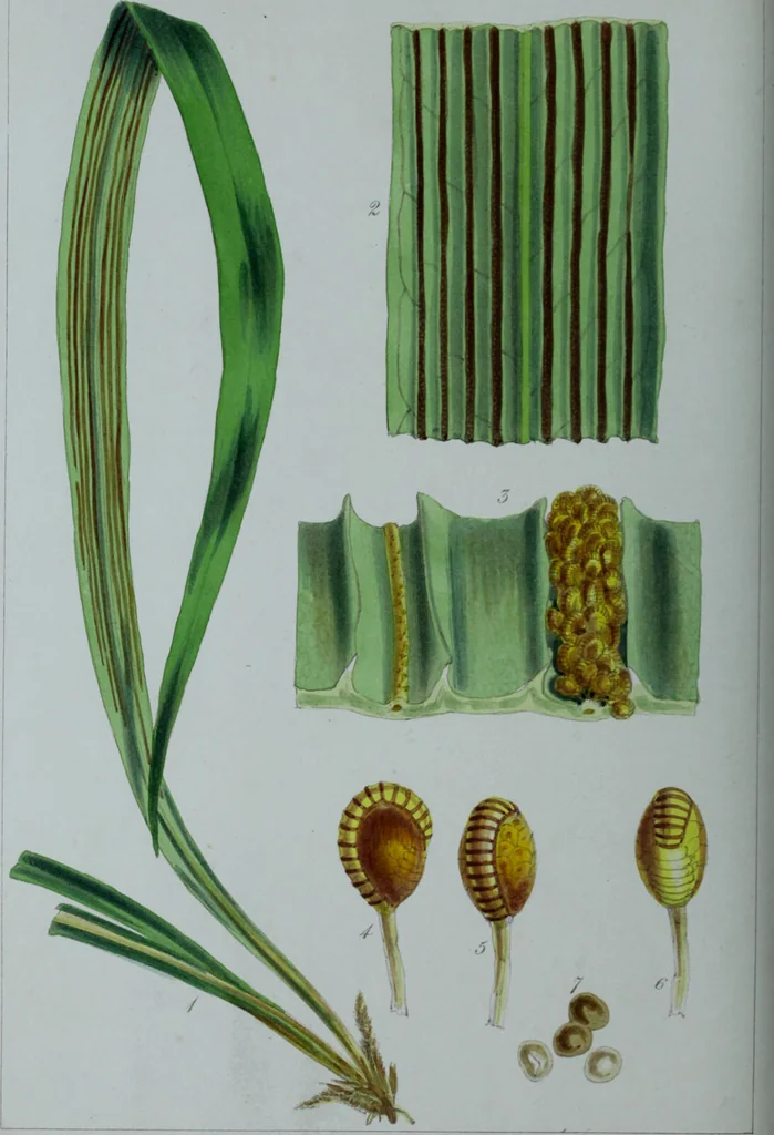 An illustration from Genera filicum, or, Illustrations of the ferns, and other allied genera / from the original coloured drawings of Francis Bauer ; with additions and descriptive letterpress, by Sir William Jackson Hooker., 1842, leaf 647
