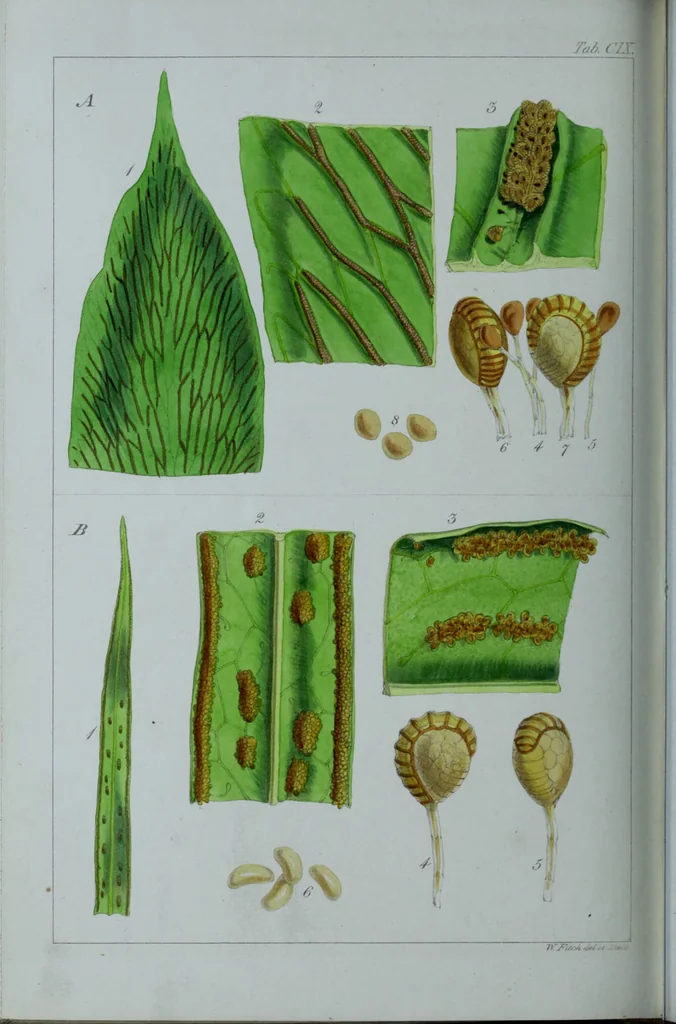 An illustration from Genera filicum, or, Illustrations of the ferns, and other allied genera / from the original coloured drawings of Francis Bauer ; with additions and descriptive letterpress, by Sir William Jackson Hooker., 1842, leaf 659
