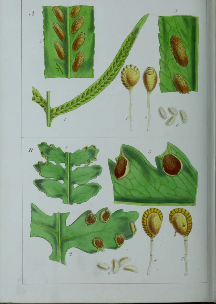 An illustration from Genera filicum, or, Illustrations of the ferns, and other allied genera / from the original coloured drawings of Francis Bauer ; with additions and descriptive letterpress, by Sir William Jackson Hooker., 1842, leaf 665