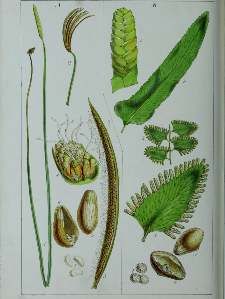 An illustration from Genera filicum, or, Illustrations of the ferns, and other allied genera / from the original coloured drawings of Francis Bauer ; with additions and descriptive letterpress, by Sir William Jackson Hooker., 1842, leaf 671