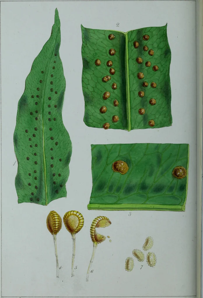 An illustration from Genera filicum, or, Illustrations of the ferns, and other allied genera / from the original coloured drawings of Francis Bauer ; with additions and descriptive letterpress, by Sir William Jackson Hooker., 1842, leaf 677