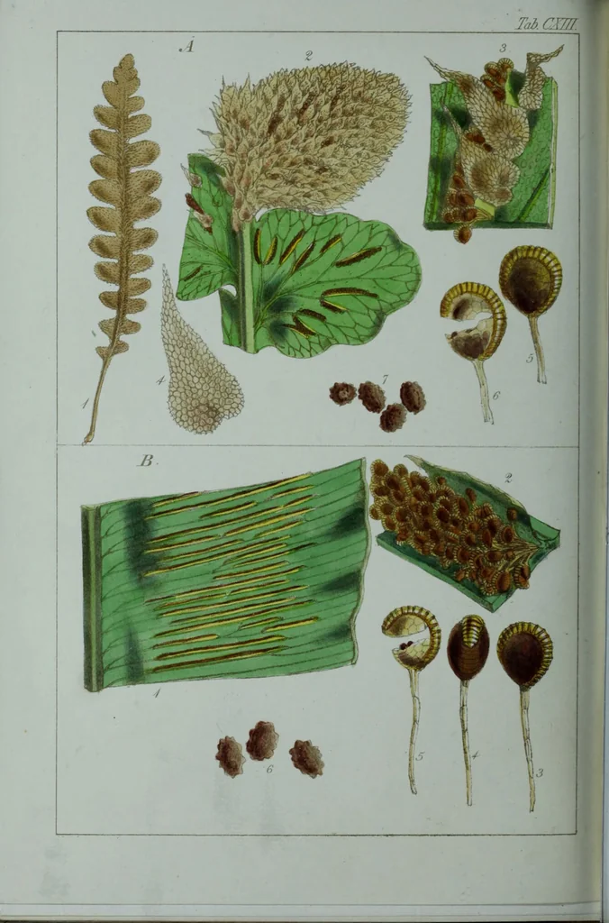 An illustration from Genera filicum, or, Illustrations of the ferns, and other allied genera / from the original coloured drawings of Francis Bauer ; with additions and descriptive letterpress, by Sir William Jackson Hooker., 1842, leaf 683