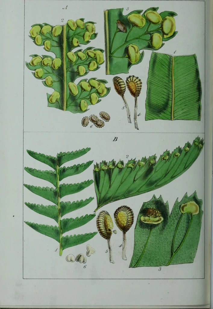 An illustration from Genera filicum, or, Illustrations of the ferns, and other allied genera / from the original coloured drawings of Francis Bauer ; with additions and descriptive letterpress, by Sir William Jackson Hooker., 1842, leaf 689