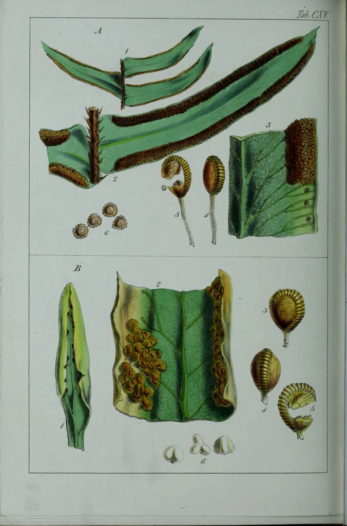An illustration from Genera filicum, or, Illustrations of the ferns, and other allied genera / from the original coloured drawings of Francis Bauer ; with additions and descriptive letterpress, by Sir William Jackson Hooker., 1842, leaf 695