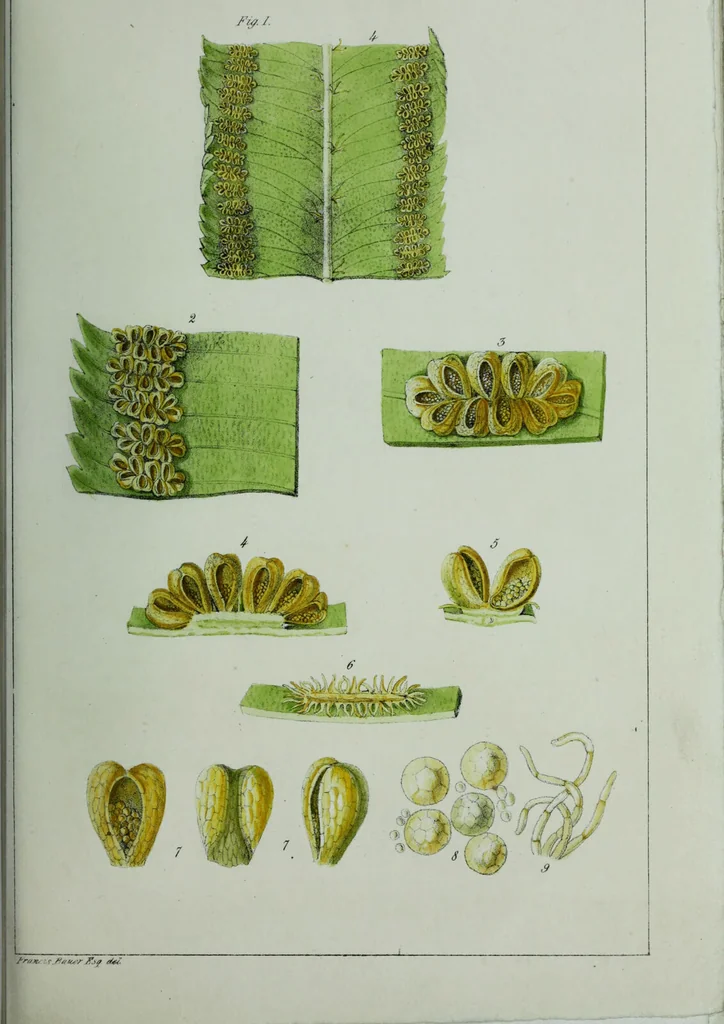 An illustration from Genera filicum, or, Illustrations of the ferns, and other allied genera / from the original coloured drawings of Francis Bauer ; with additions and descriptive letterpress, by Sir William Jackson Hooker., 1842, leaf 70