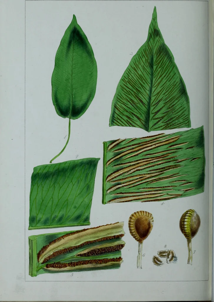 An illustration from Genera filicum, or, Illustrations of the ferns, and other allied genera / from the original coloured drawings of Francis Bauer ; with additions and descriptive letterpress, by Sir William Jackson Hooker., 1842, leaf 701