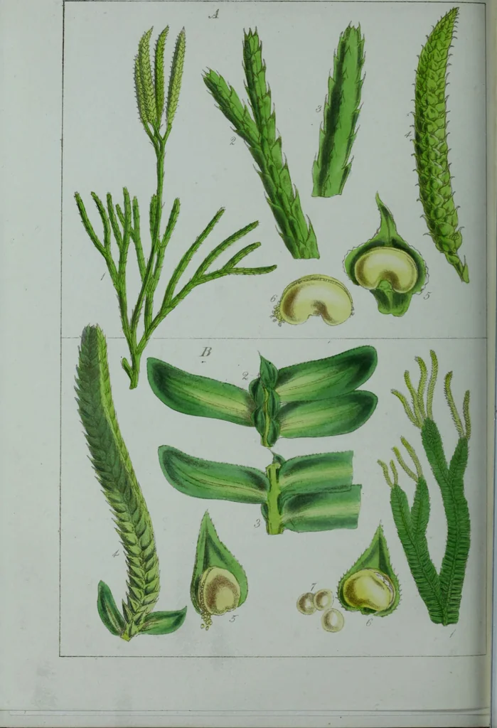 An illustration from Genera filicum, or, Illustrations of the ferns, and other allied genera / from the original coloured drawings of Francis Bauer ; with additions and descriptive letterpress, by Sir William Jackson Hooker., 1842, leaf 707