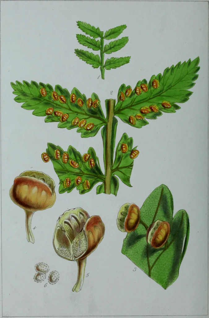 An illustration from Genera filicum, or, Illustrations of the ferns, and other allied genera / from the original coloured drawings of Francis Bauer ; with additions and descriptive letterpress, by Sir William Jackson Hooker., 1842, leaf 713