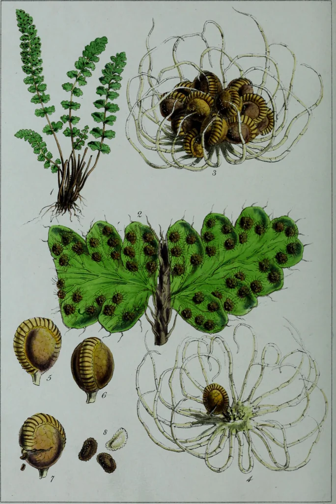 An illustration from Genera filicum, or, Illustrations of the ferns, and other allied genera / from the original coloured drawings of Francis Bauer ; with additions and descriptive letterpress, by Sir William Jackson Hooker., 1842, leaf 719