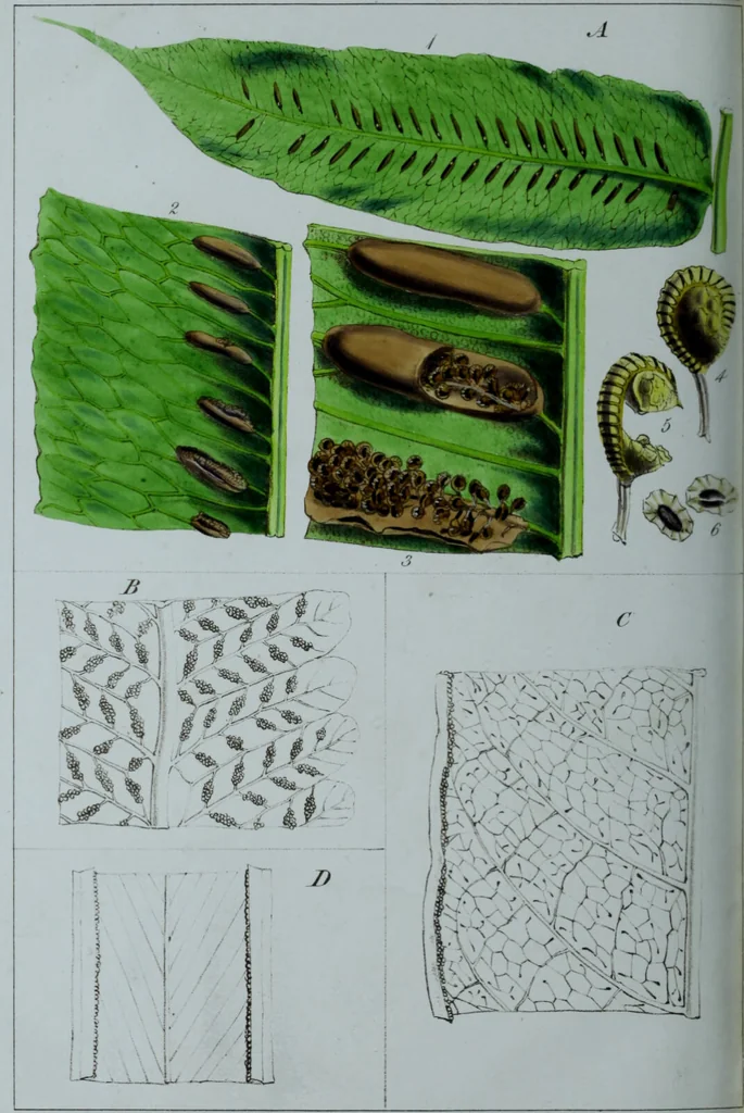 An illustration from Genera filicum, or, Illustrations of the ferns, and other allied genera / from the original coloured drawings of Francis Bauer ; with additions and descriptive letterpress, by Sir William Jackson Hooker., 1842, leaf 725