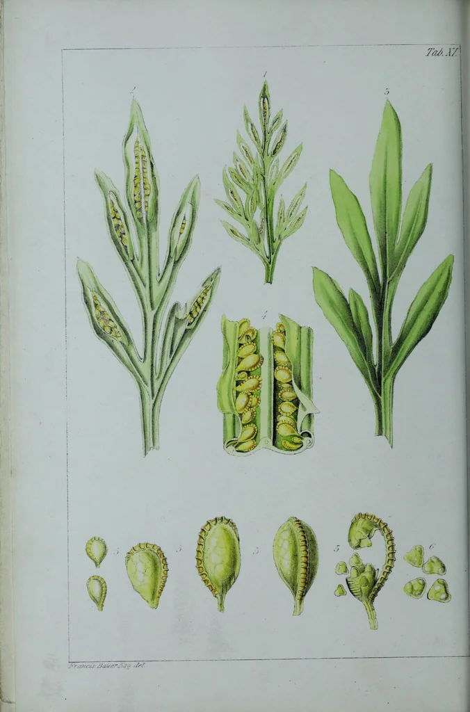 An illustration from Genera filicum, or, Illustrations of the ferns, and other allied genera / from the original coloured drawings of Francis Bauer ; with additions and descriptive letterpress, by Sir William Jackson Hooker., 1842, leaf 73