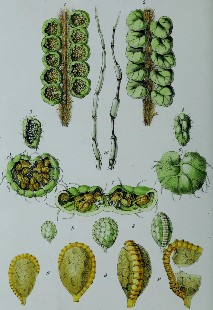 An illustration from Genera filicum, or, Illustrations of the ferns, and other allied genera / from the original coloured drawings of Francis Bauer ; with additions and descriptive letterpress, by Sir William Jackson Hooker., 1842, leaf 85