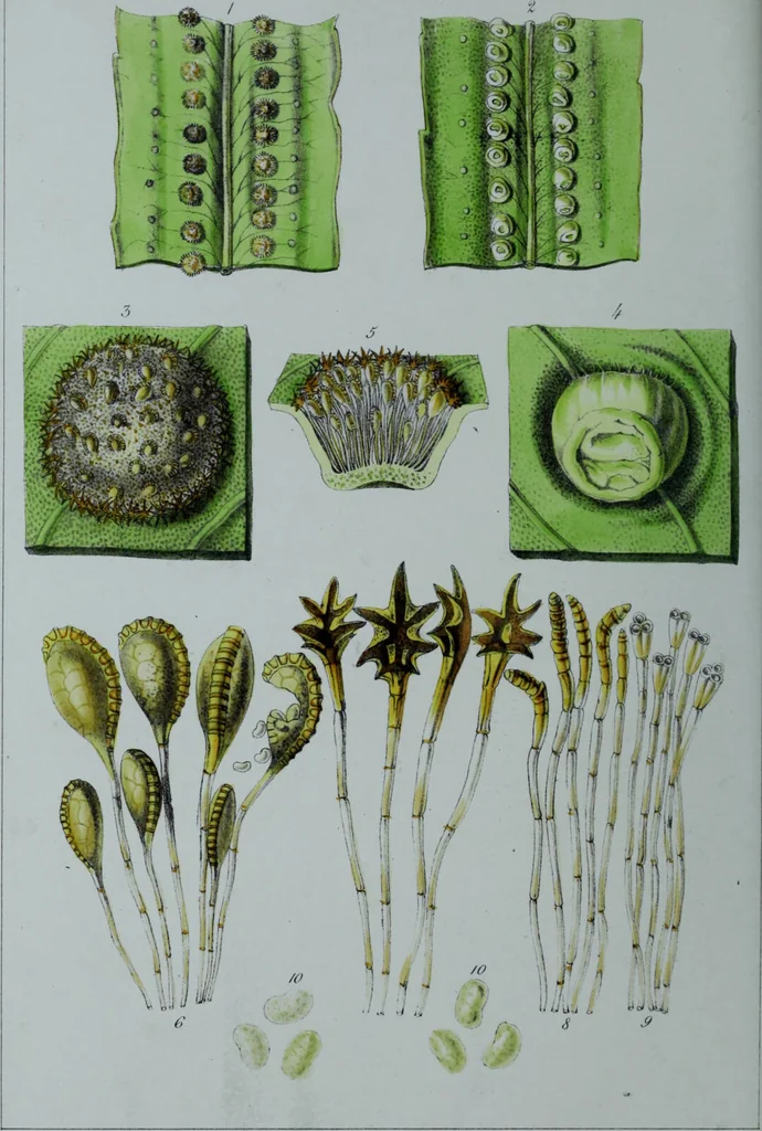 An illustration from Genera filicum, or, Illustrations of the ferns, and other allied genera / from the original coloured drawings of Francis Bauer ; with additions and descriptive letterpress, by Sir William Jackson Hooker., 1842, leaf 91