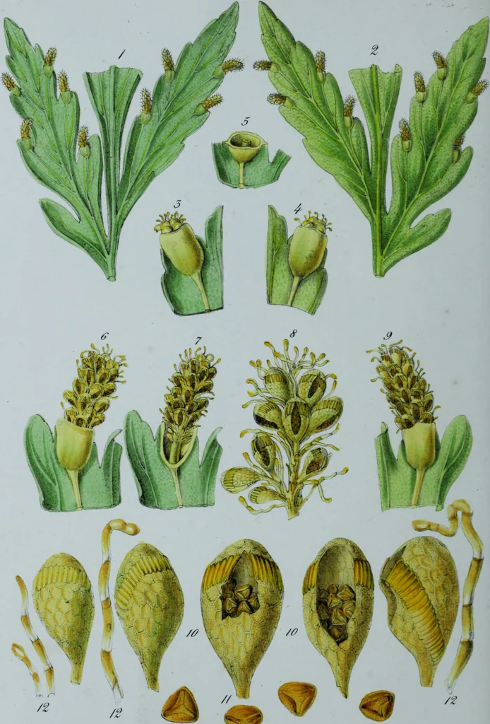 An illustration from Genera filicum, or, Illustrations of the ferns, and other allied genera / from the original coloured drawings of Francis Bauer ; with additions and descriptive letterpress, by Sir William Jackson Hooker., 1842, leaf 97