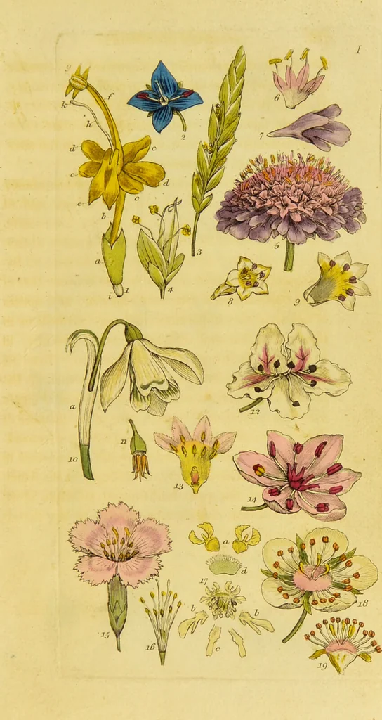 An illustration from A grammar of botany, illustrative of artificial, as well as natural, classification, with an explanation of Jussieu's system / by Sir James Edward Smith., 1821, leaf 243