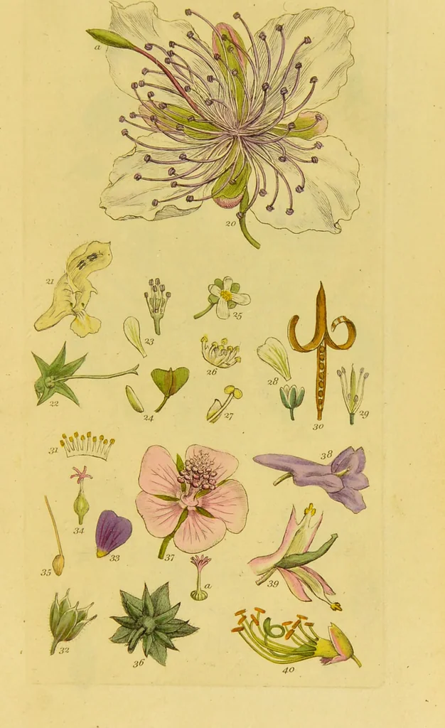 An illustration from A grammar of botany, illustrative of artificial, as well as natural, classification, with an explanation of Jussieu's system / by Sir James Edward Smith., 1821, leaf 245