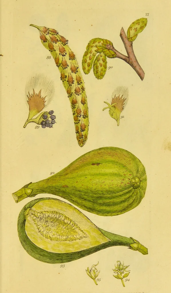 An illustration from A grammar of botany, illustrative of artificial, as well as natural, classification, with an explanation of Jussieu's system / by Sir James Edward Smith., 1821, leaf 253