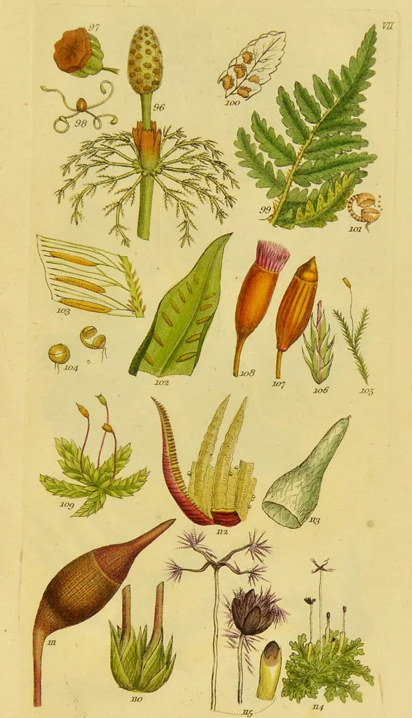 An illustration from A grammar of botany, illustrative of artificial, as well as natural, classification, with an explanation of Jussieu's system / by Sir James Edward Smith., 1821, leaf 255