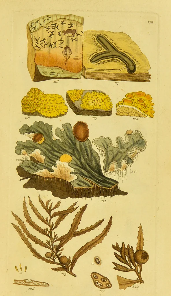An illustration from A grammar of botany, illustrative of artificial, as well as natural, classification, with an explanation of Jussieu's system / by Sir James Edward Smith., 1821, leaf 257