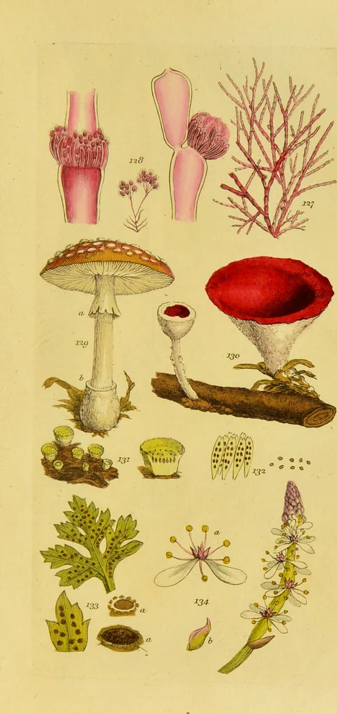 An illustration from A grammar of botany, illustrative of artificial, as well as natural, classification, with an explanation of Jussieu's system / by Sir James Edward Smith., 1821, leaf 259
