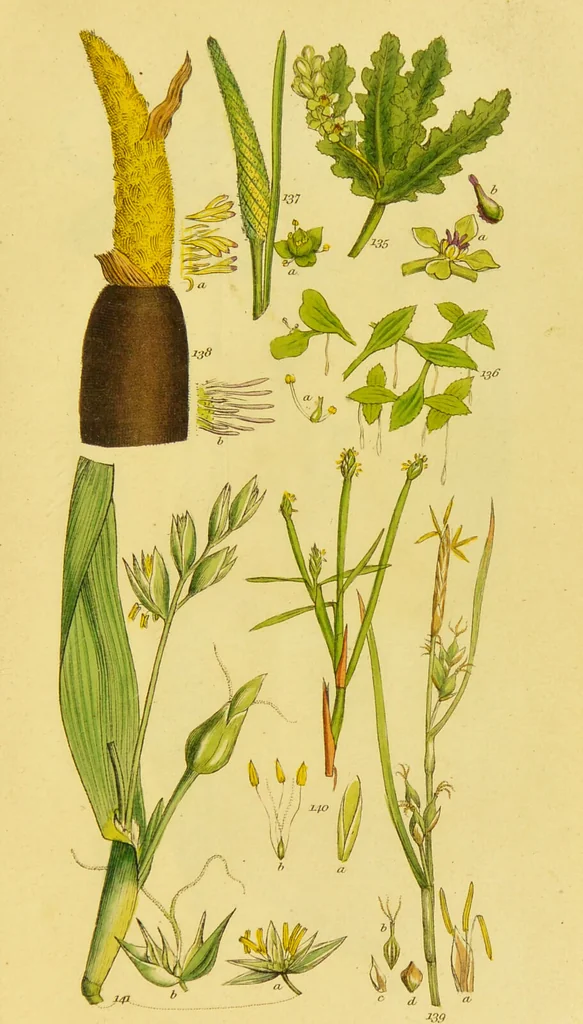 An illustration from A grammar of botany, illustrative of artificial, as well as natural, classification, with an explanation of Jussieu's system / by Sir James Edward Smith., 1821, leaf 261