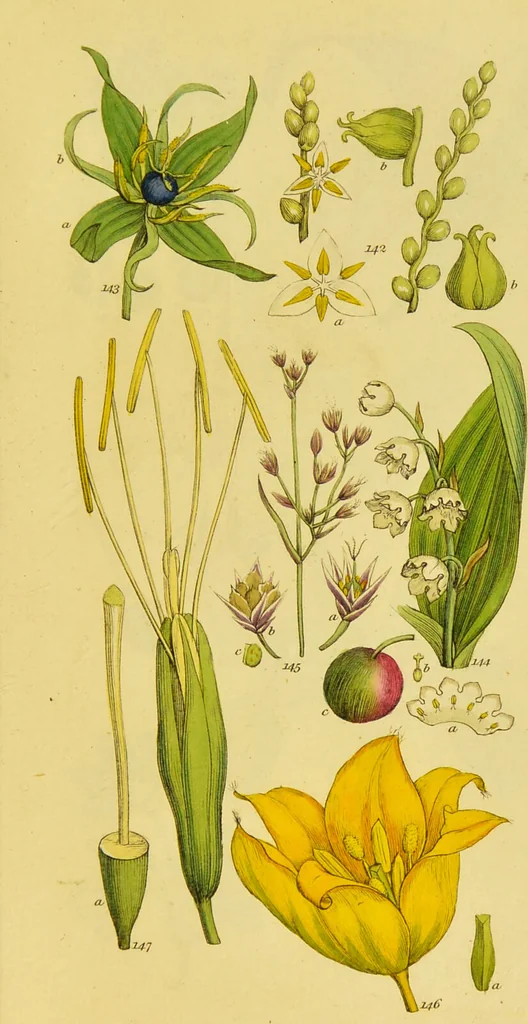 An illustration from A grammar of botany, illustrative of artificial, as well as natural, classification, with an explanation of Jussieu's system / by Sir James Edward Smith., 1821, leaf 263