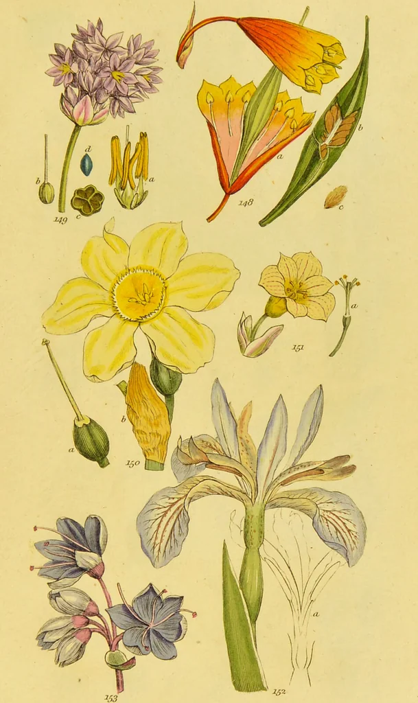 An illustration from A grammar of botany, illustrative of artificial, as well as natural, classification, with an explanation of Jussieu's system / by Sir James Edward Smith., 1821, leaf 265