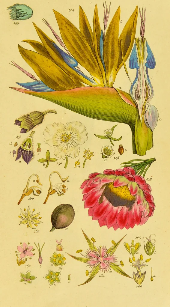 An illustration from A grammar of botany, illustrative of artificial, as well as natural, classification, with an explanation of Jussieu's system / by Sir James Edward Smith., 1821, leaf 267