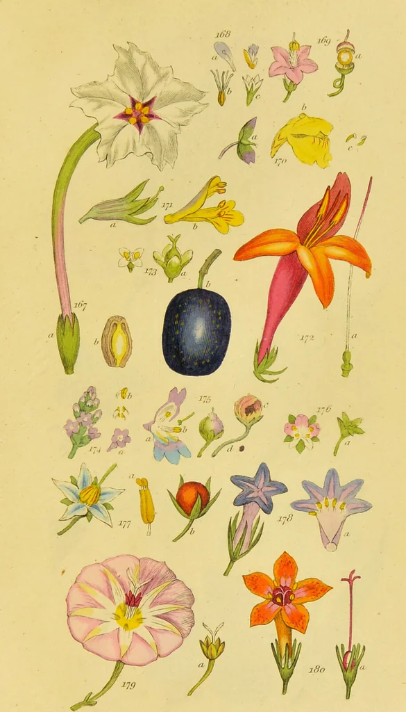 An illustration from A grammar of botany, illustrative of artificial, as well as natural, classification, with an explanation of Jussieu's system / by Sir James Edward Smith., 1821, leaf 269
