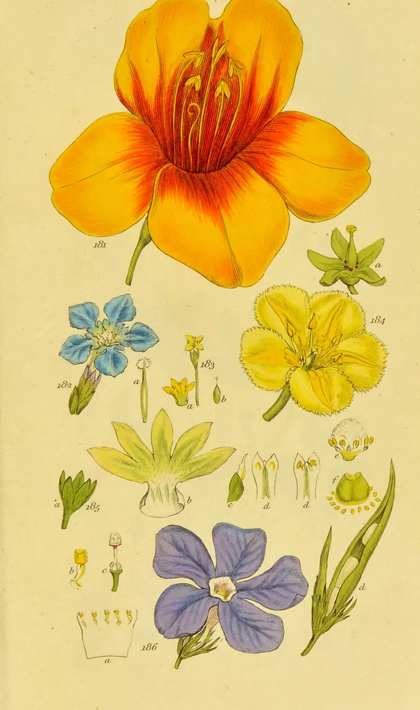 An illustration from A grammar of botany, illustrative of artificial, as well as natural, classification, with an explanation of Jussieu's system / by Sir James Edward Smith., 1821, leaf 271