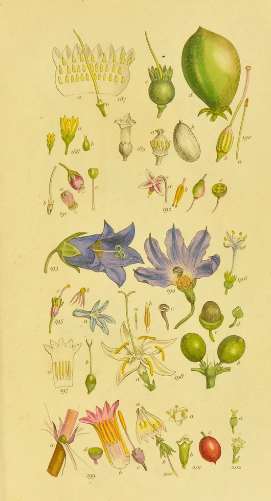 An illustration from A grammar of botany, illustrative of artificial, as well as natural, classification, with an explanation of Jussieu's system / by Sir James Edward Smith., 1821, leaf 273