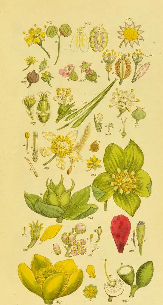 An illustration from A grammar of botany, illustrative of artificial, as well as natural, classification, with an explanation of Jussieu's system / by Sir James Edward Smith., 1821, leaf 275