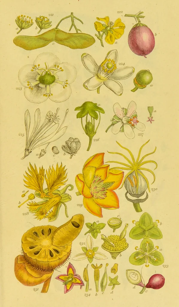 An illustration from A grammar of botany, illustrative of artificial, as well as natural, classification, with an explanation of Jussieu's system / by Sir James Edward Smith., 1821, leaf 277