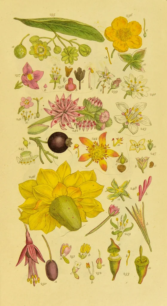 An illustration from A grammar of botany, illustrative of artificial, as well as natural, classification, with an explanation of Jussieu's system / by Sir James Edward Smith., 1821, leaf 279