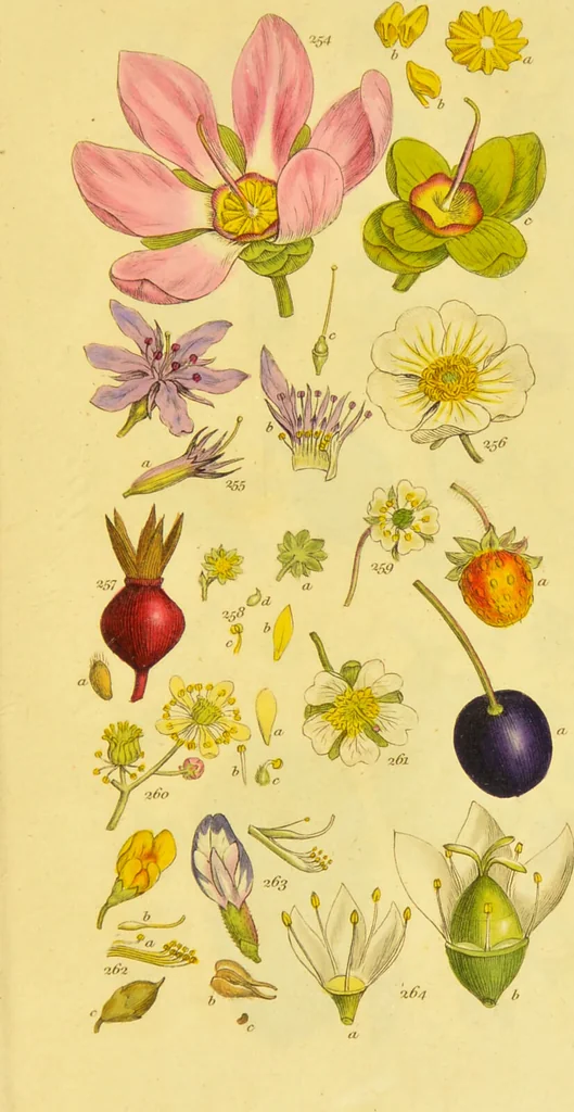 An illustration from A grammar of botany, illustrative of artificial, as well as natural, classification, with an explanation of Jussieu's system / by Sir James Edward Smith., 1821, leaf 281